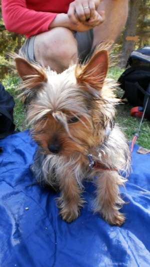 yorkshire terrier