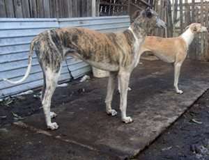 ogari greyhound teleorman