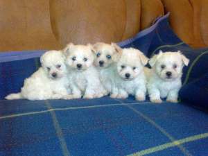 bichon maltese