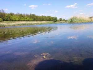 Balta de vanzare,    14 hectare,    jud Giurgiu
