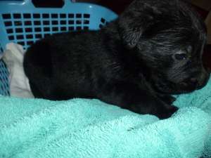 Vand pui labrador retriever