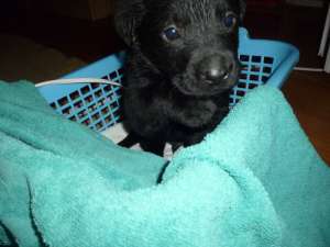 Vand pui labrador retriever
