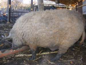 VAND purcei  MANGALITA
