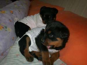 Catei Rottweiler din parinti deosebit de frumosi. Parintii se pot vedea in pozele afisate cat si la 