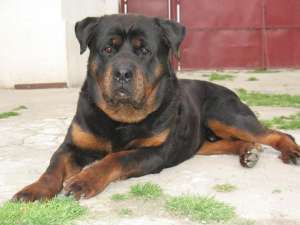 Catei Rottweiler din parinti deosebit de frumosi. Parintii se pot vedea in pozele afisate cat si la 