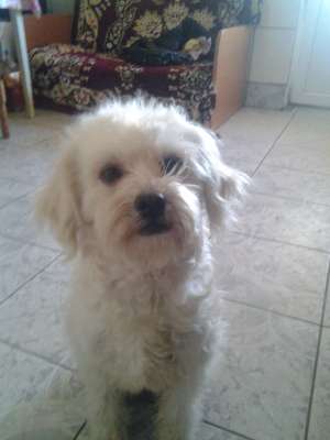 Bichon maltese