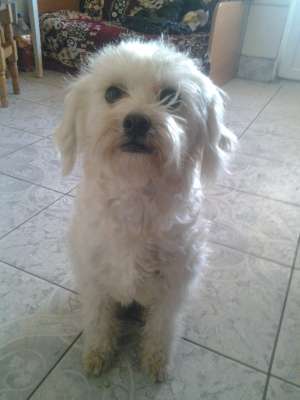 Bichon maltese