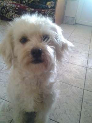 Bichon maltese