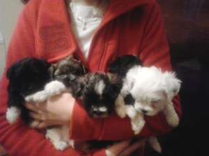 Vand pui bichon