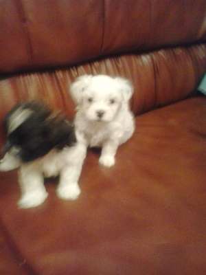 Vand pui bichon