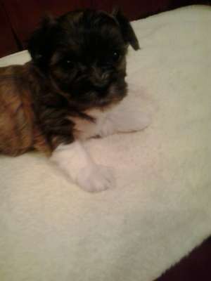 Vand pui bichon