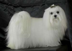 vand bichon mascul superb