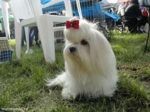 vand bichon mascul superb