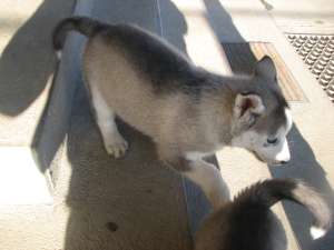 PUI HUSKY