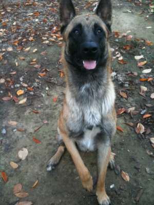 pui ciobanesc belgian malinois