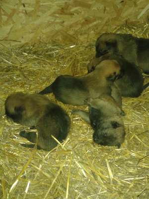 pui ciobanesc belgian malinois