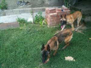 pui ciobanesc belgian malinois