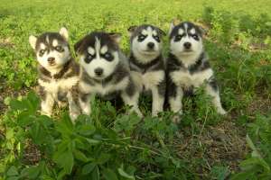 Catei Husky Siberian