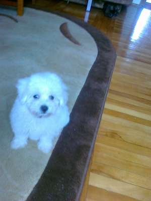vand bichon maltez