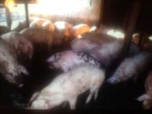 Porci