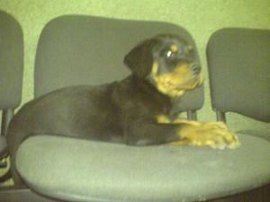 vand pui rottweiler urgent