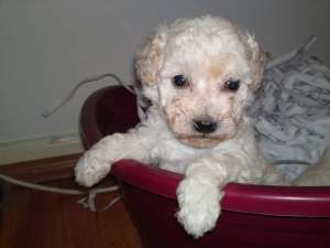 vand pui caniche/pudel pitic