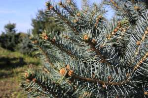 Brazi pentru plantare