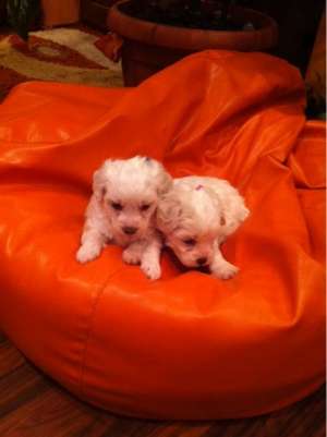 cadou mos craciun bichon constanta