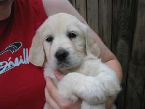 vand pui golden retriever cu pedigree de xceptie
