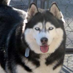 cel mai frumos cadou de Craciun. Pui husky siberian