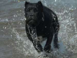 Ofer mascul Cane Corso pentru monta.