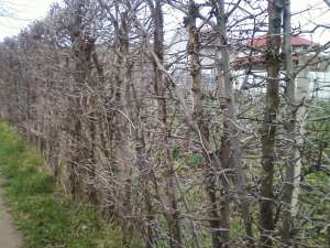 infiintam gard viu cu spinii mari, protectie proprietati mari de teren
