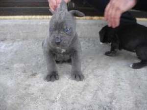 vind catel de cane corso albastru