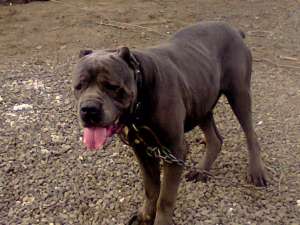 vind catel de cane corso albastru