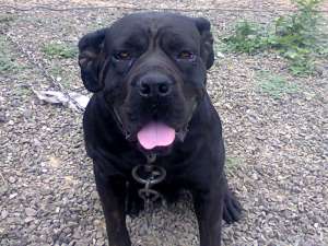 vind catel de cane corso albastru