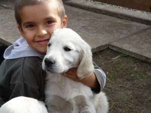 Vindem catei Golden Retriever
