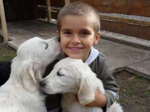 Vindem catei Golden Retriever