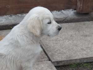 Vindem catei Golden Retriever