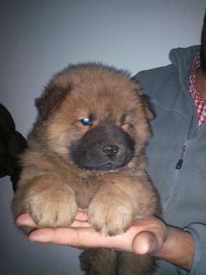 Puiut Chow Chow,  mascul,  7 saptamani