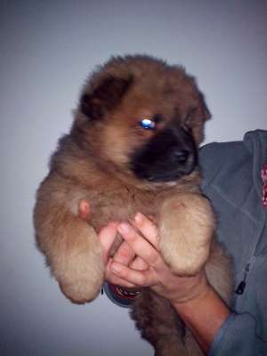 Puiut Chow Chow,  mascul,  7 saptamani