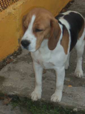 MONTA BEAGLE TRICOLOR