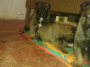 pui ciobanesc belgian malinois