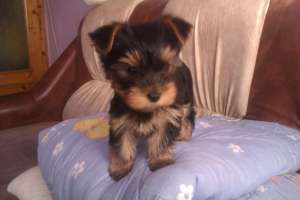 Vand Yorkshire Terrier Toy