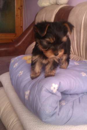 Vand Yorkshire Terrier Toy