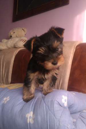 Vand Yorkshire Terrier Toy