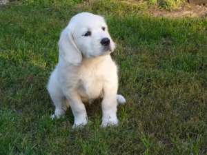 Vand pui Golden Retriever