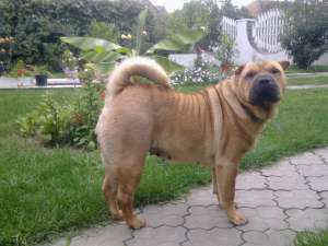 Shar-pei
