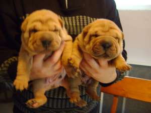 Shar-pei