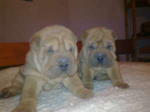 Shar-pei