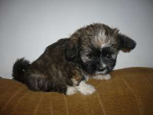 Pui Shih Tzu 7 saptamani